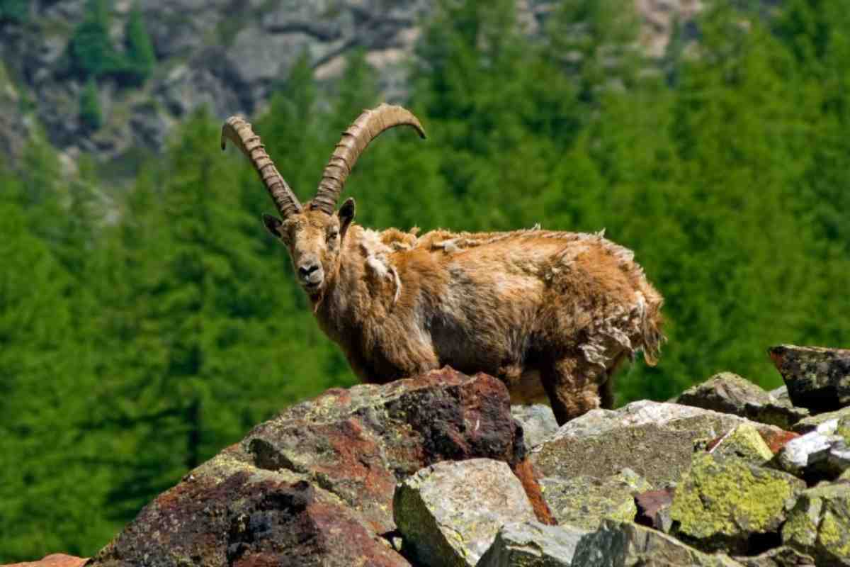 Trekking, stambecchi