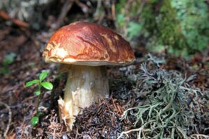 vademecum per raccogliere funghi in sicurezza