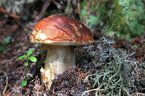 vademecum per raccogliere funghi in sicurezza