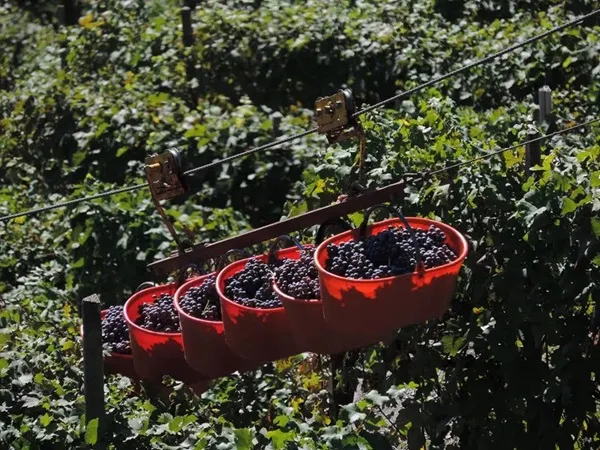 vendemmia in valtellina alla sassella