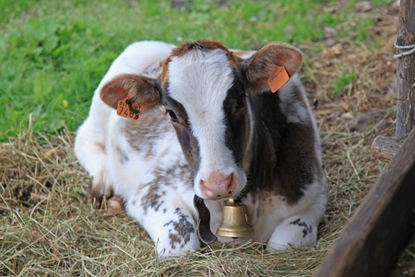 vietato il pascolo incontrollato a sondalo