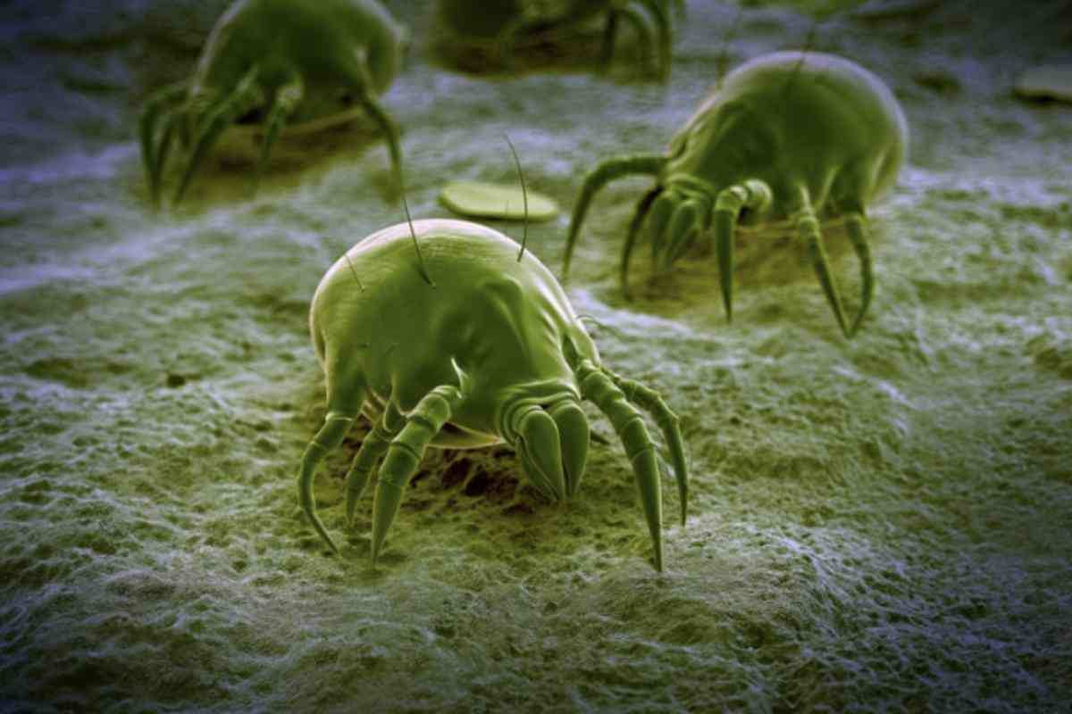 Gli acari della polvere sono tra i principali nemici di un letto sano: per contrastarli efficacemente è consigliabile lavare lenzuola