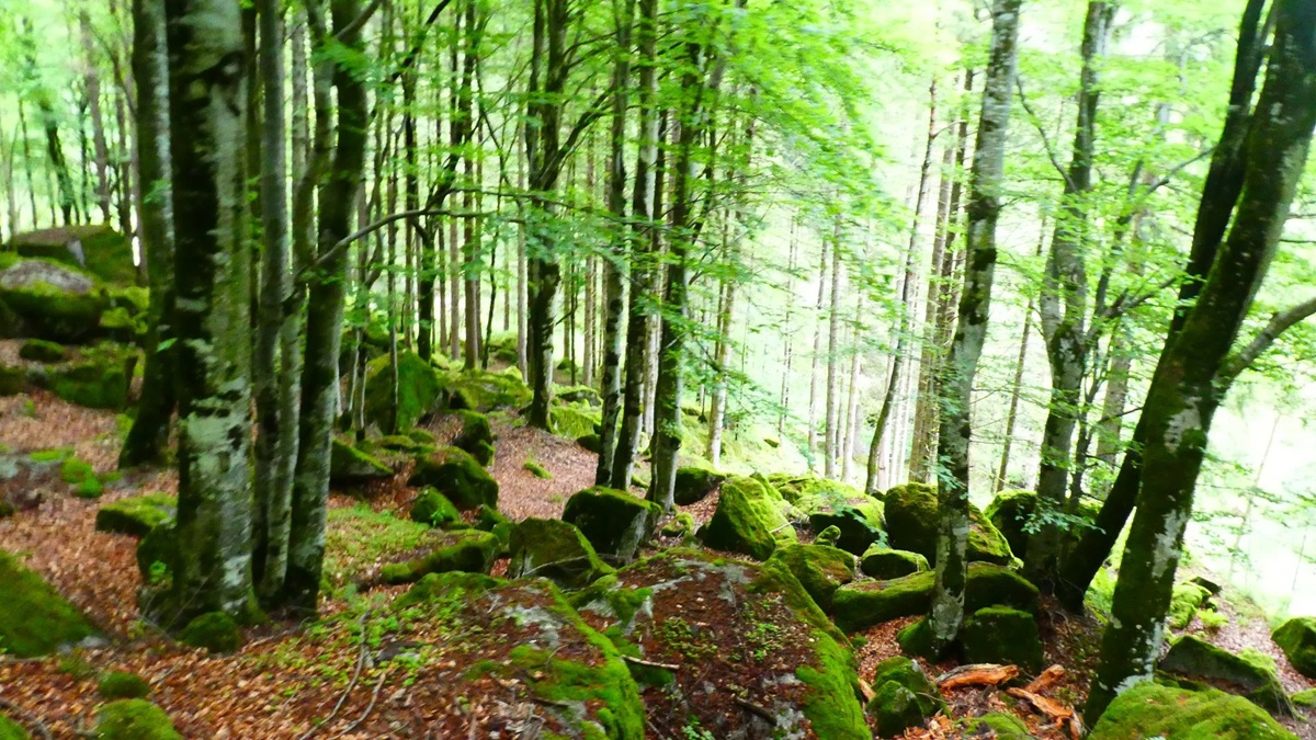 Il paradiso verde nascosto della Valtellina