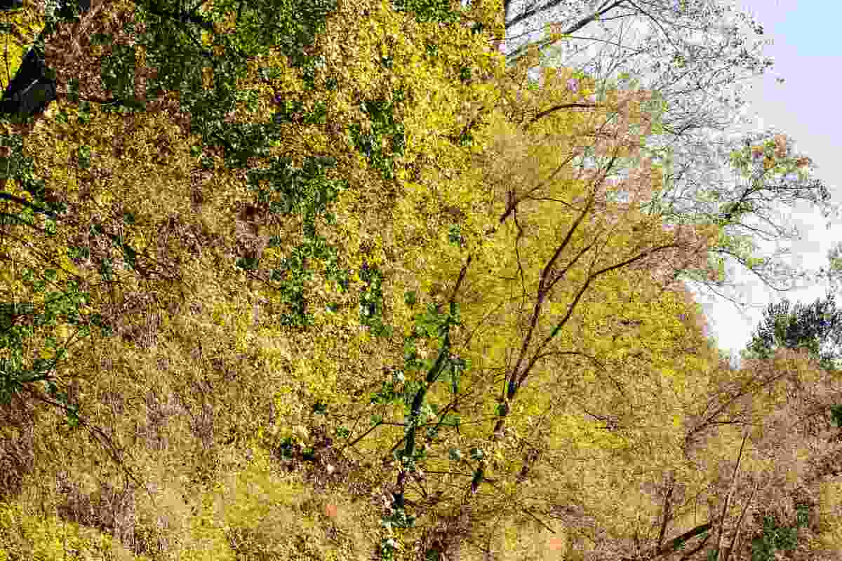 bosco fontaniva La riserva segreta della Valtellina