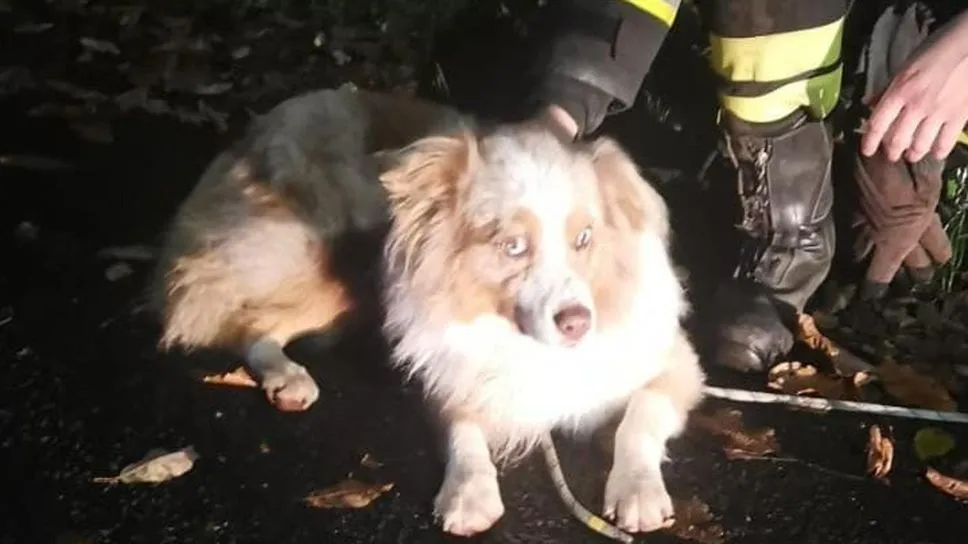 cane salvato sul mera fugge dopo il soccorso|passeggiate madesimo|news valchiavenna|frontale sulla statale 36