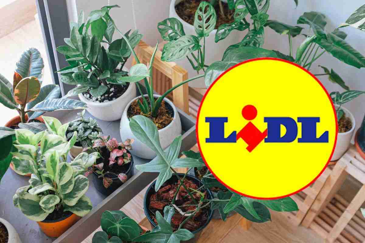 Pianta bellissima resistente al freddo