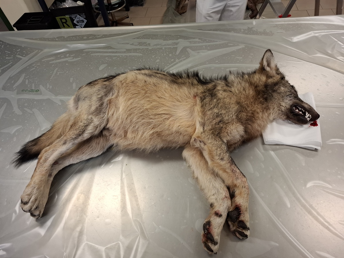 Lupo investito in Valchiavenna