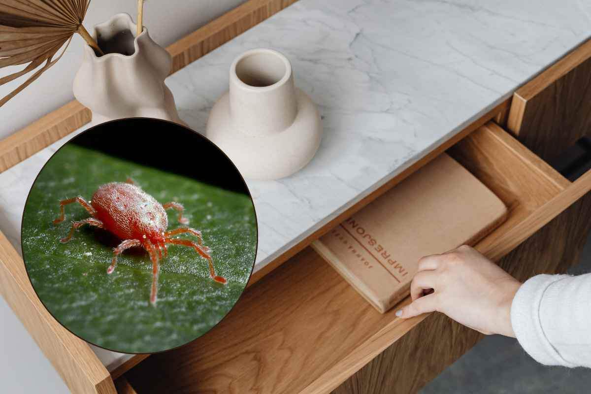 come sbarazzarsi degli acari del legno