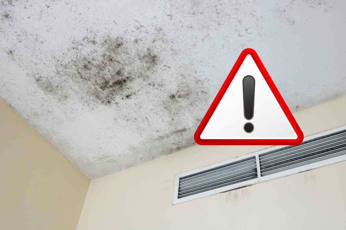 come rimuovere muffa