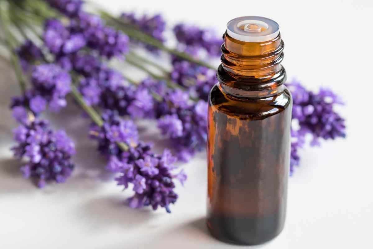 olio-lavanda- come sbarazzarsi degli acari del legno