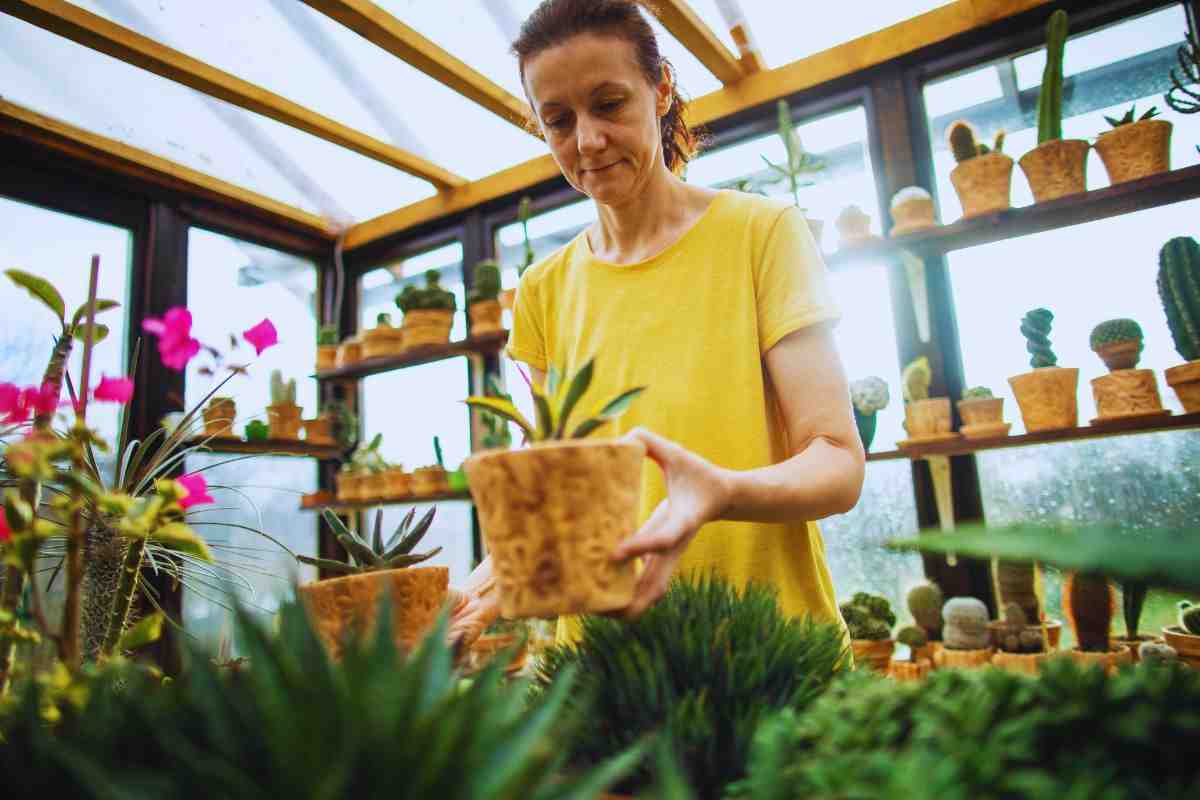 le piante più longeve