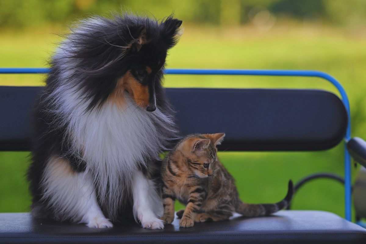 peli di animali: dove smaltirli?