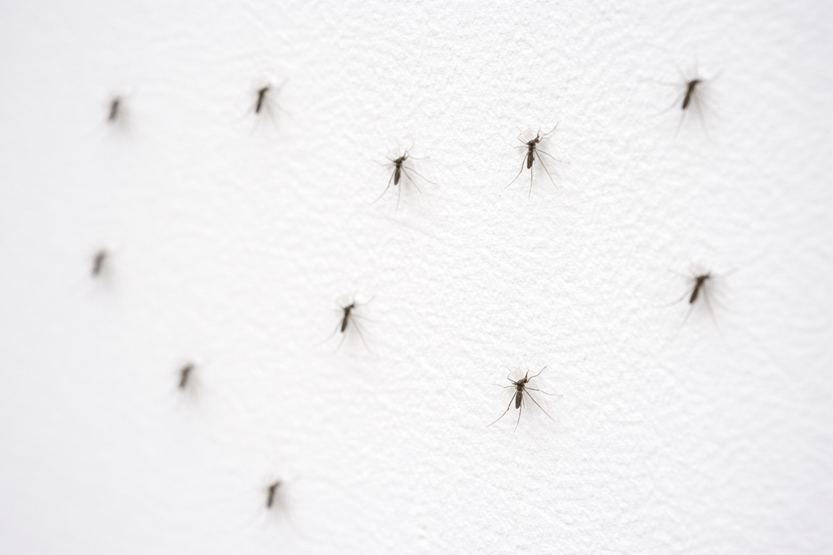 Come allontanare le zanzare