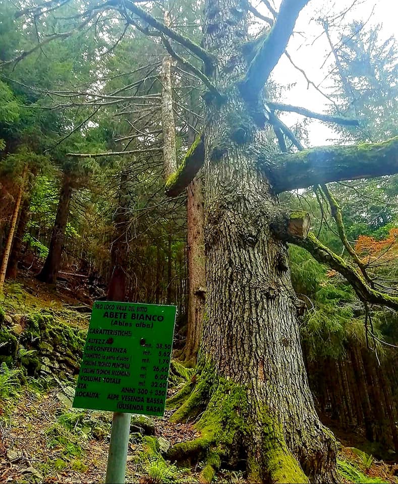 Abete di Vesenda