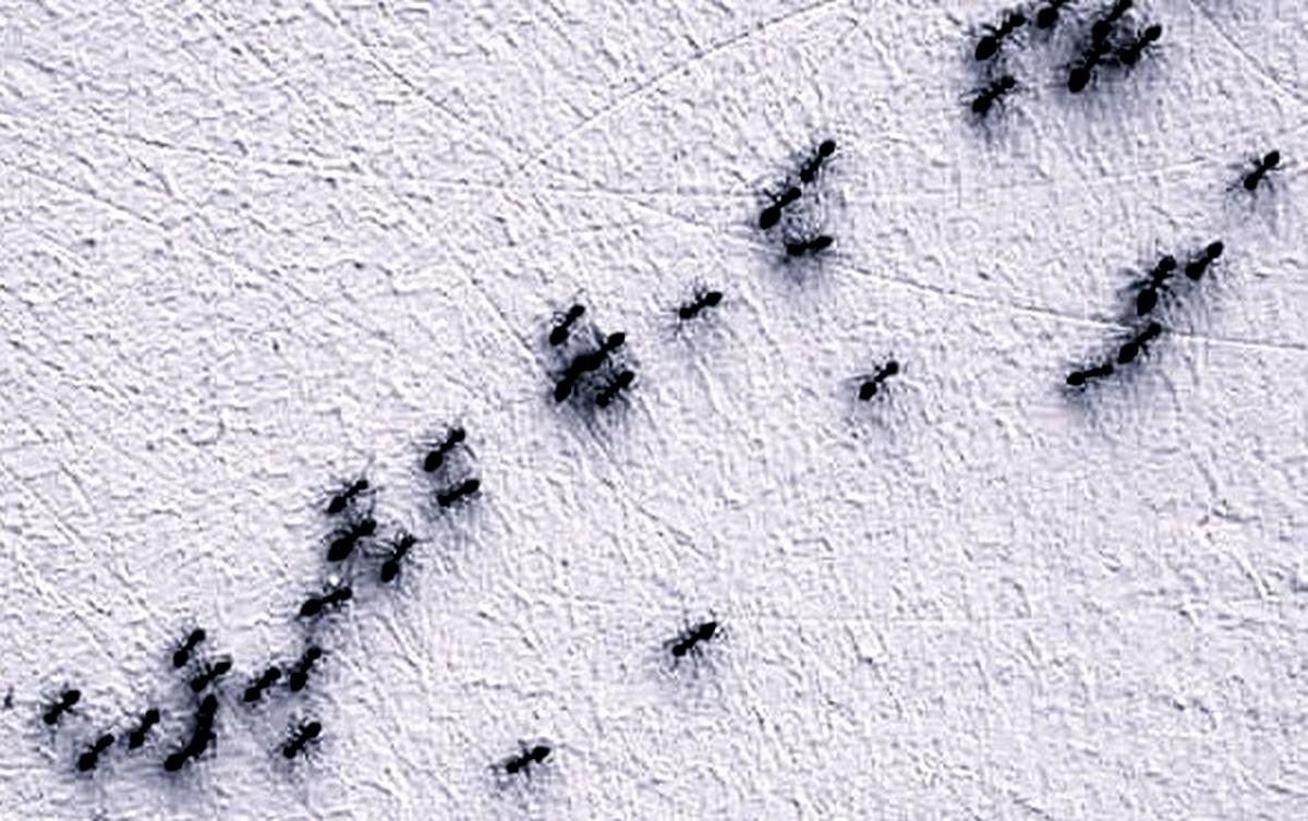 Allontanare le formiche