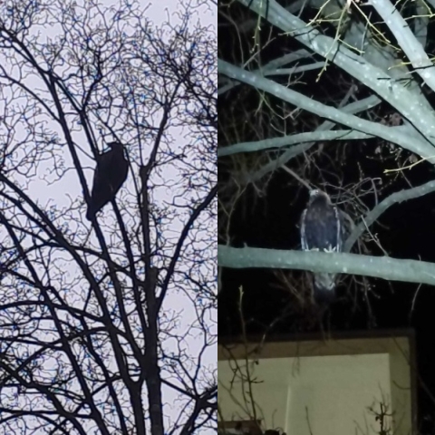Due aquile si azzuffano nel parco giochi vicino alle scuole di Chiavenna