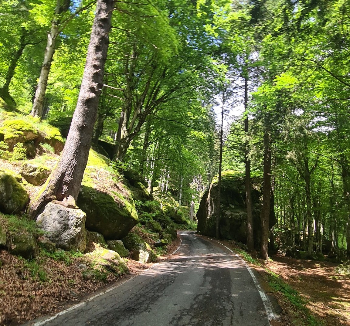 Foresta Bagni di Masino