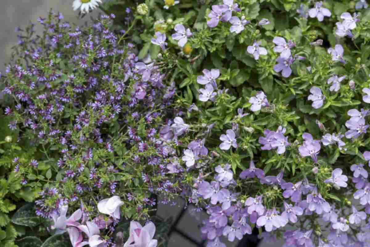 Nemesia La nemesia, con i suoi fiori numerosi e vivaci, è la pianta che sta conquistando chi cerca un balcone capace di parlare di primavera