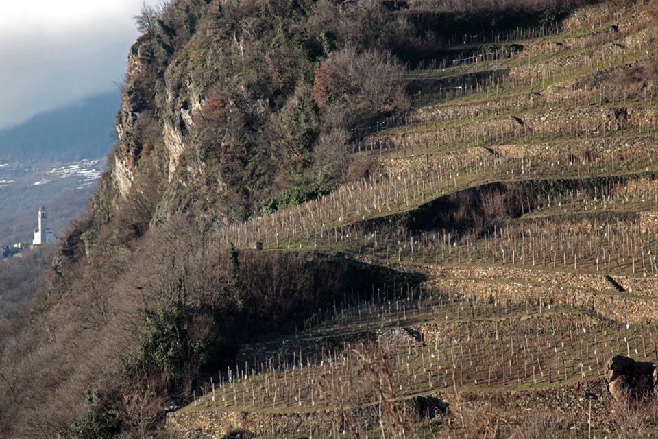 Sforzato di Valtellina
