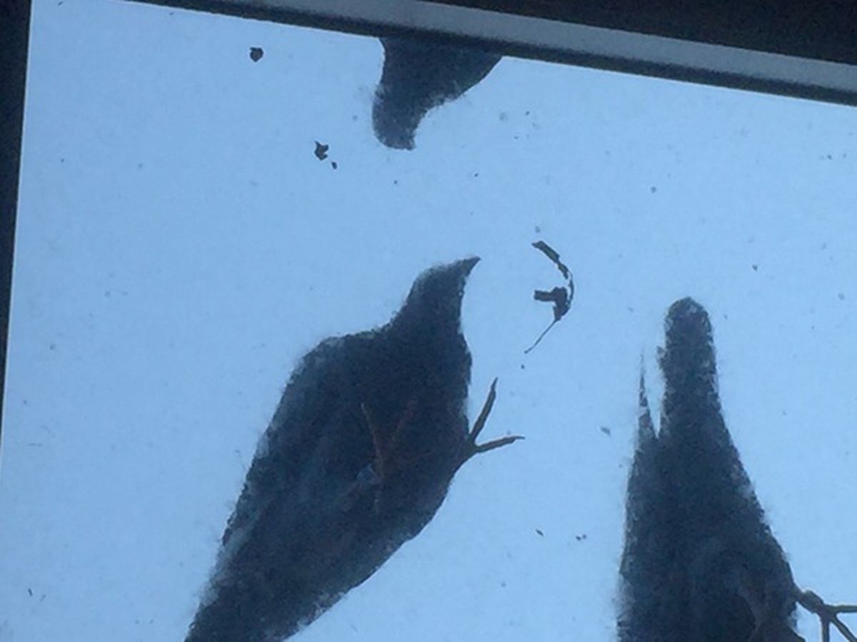 Spaventare i piccioni