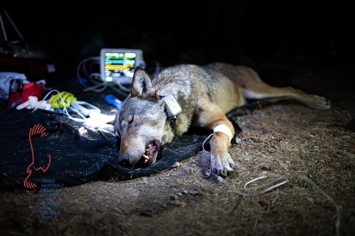 radiocollarata femmina di lupo