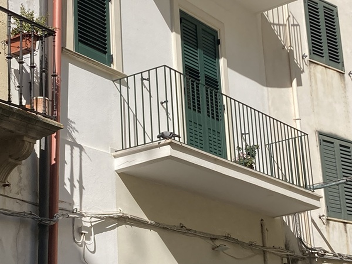 Dissuasori per piccioni