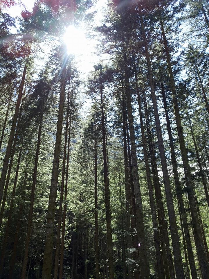 foresta incantata