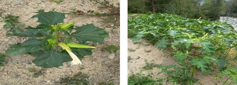 notizie valmalenco