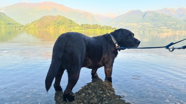 Cane in Svizzera