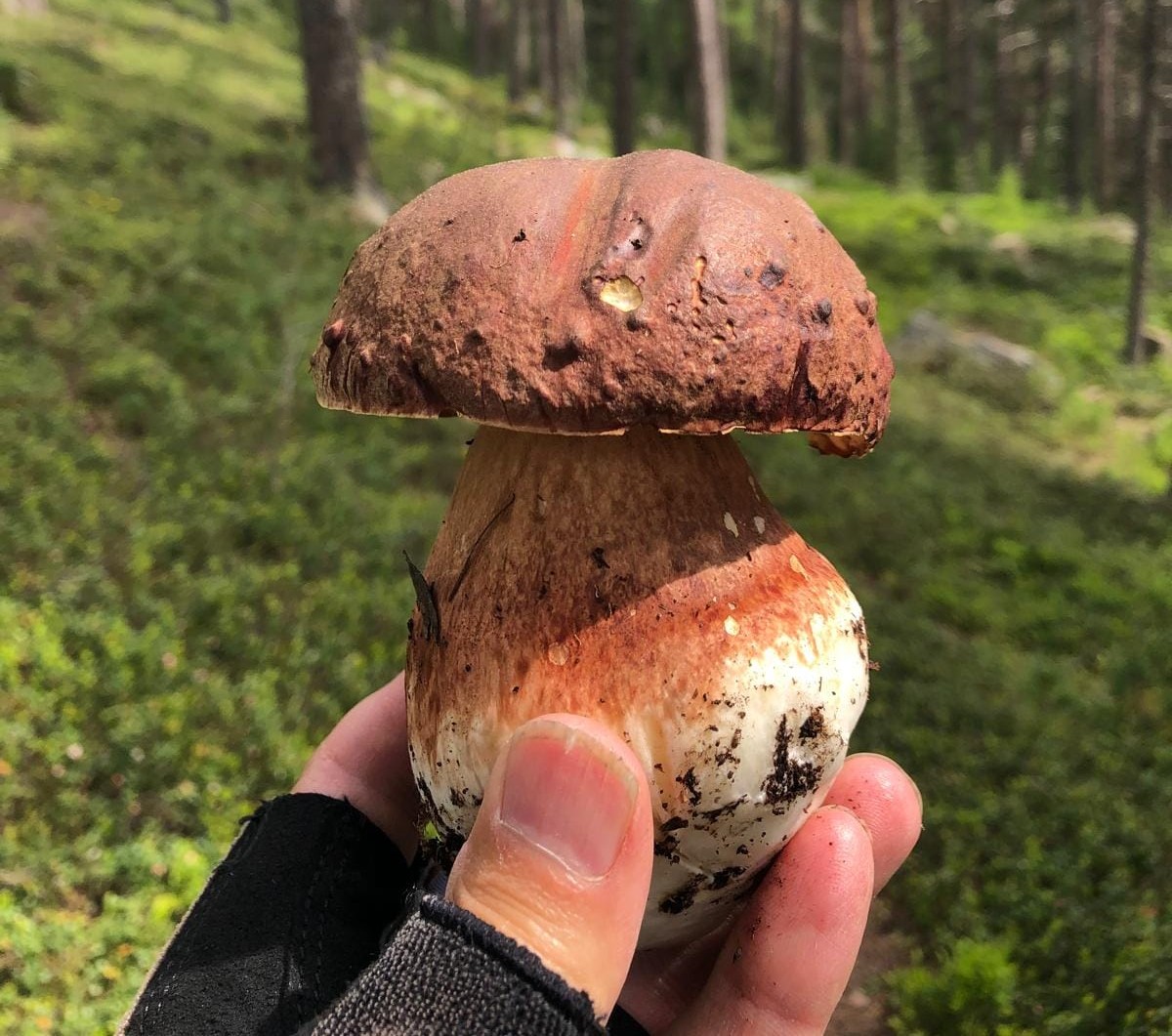 Dove trovare porcini in Valtellina