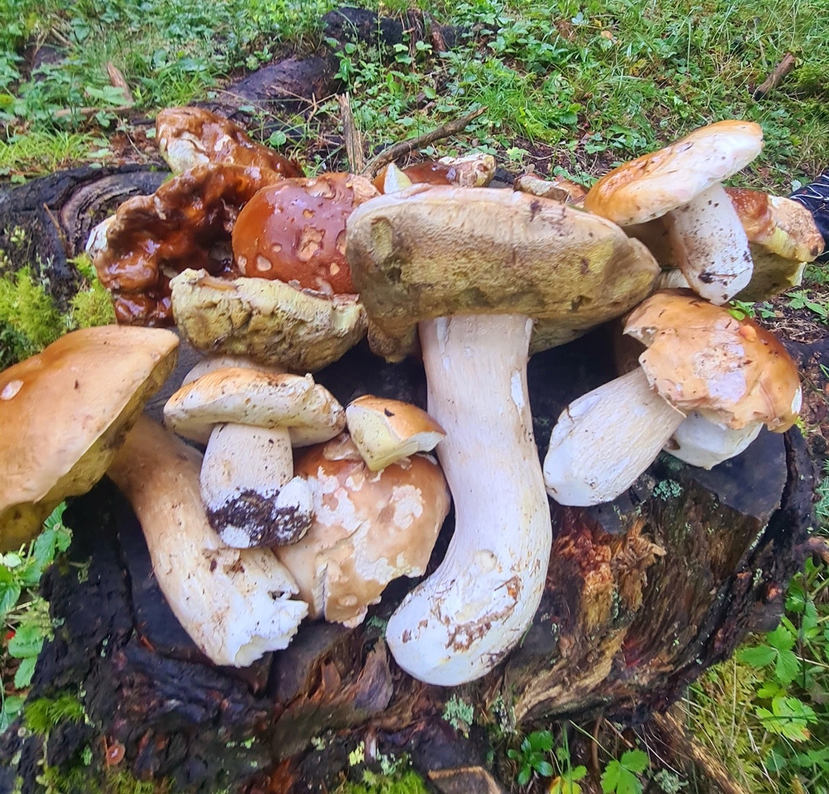 Funghi nel cestino