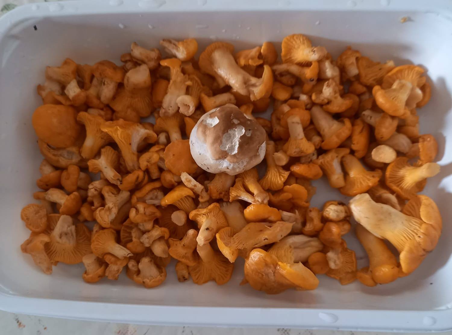 Funghi porcini Valtellina