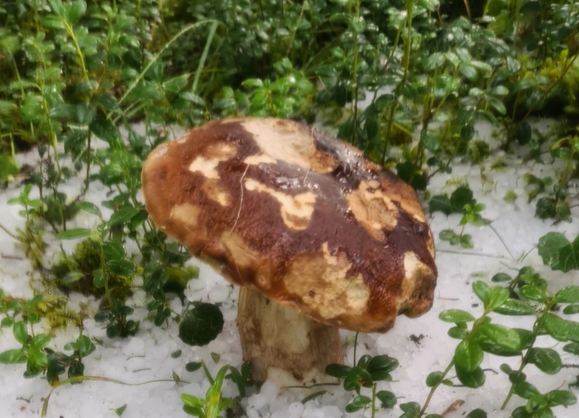 Funghi porcini in Valtellina