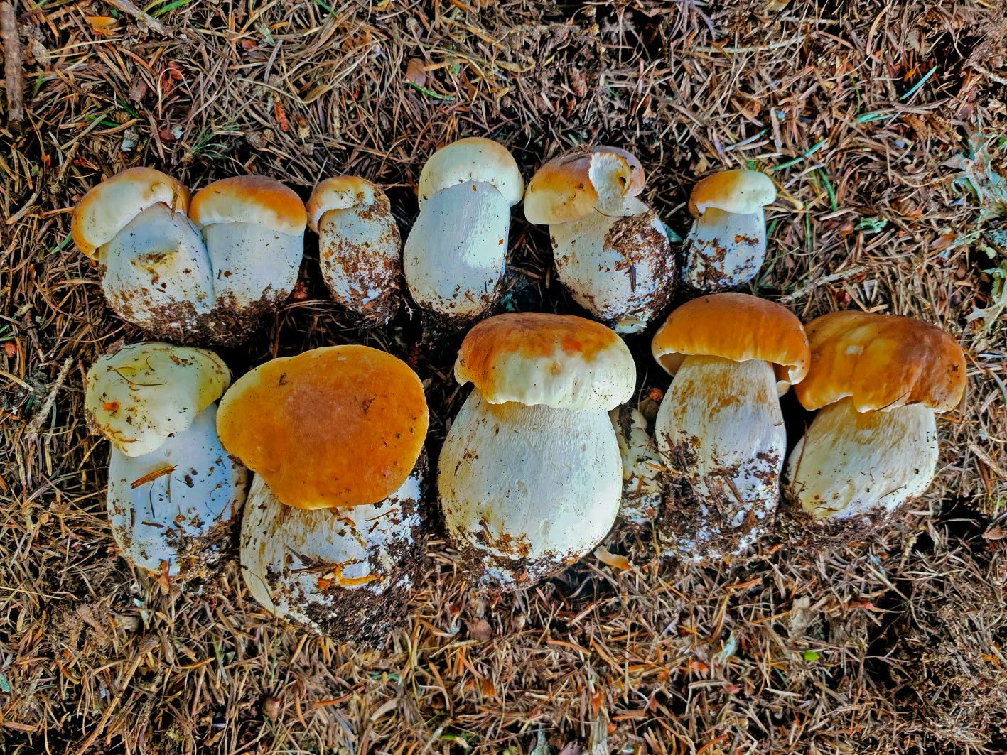 Funghi quando non mangiarli