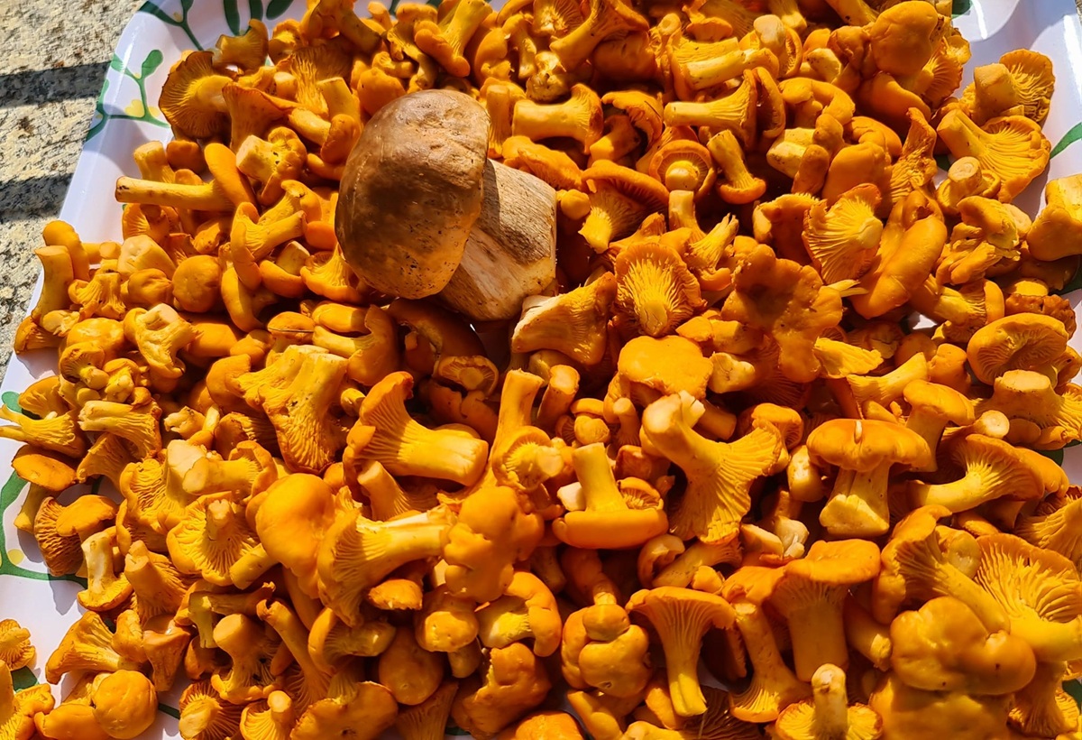 Porcini ottobre