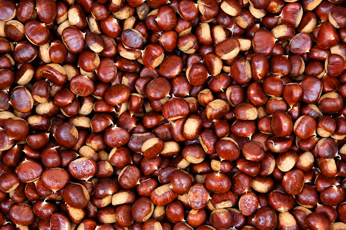 Raccogliere castagne nel bosco