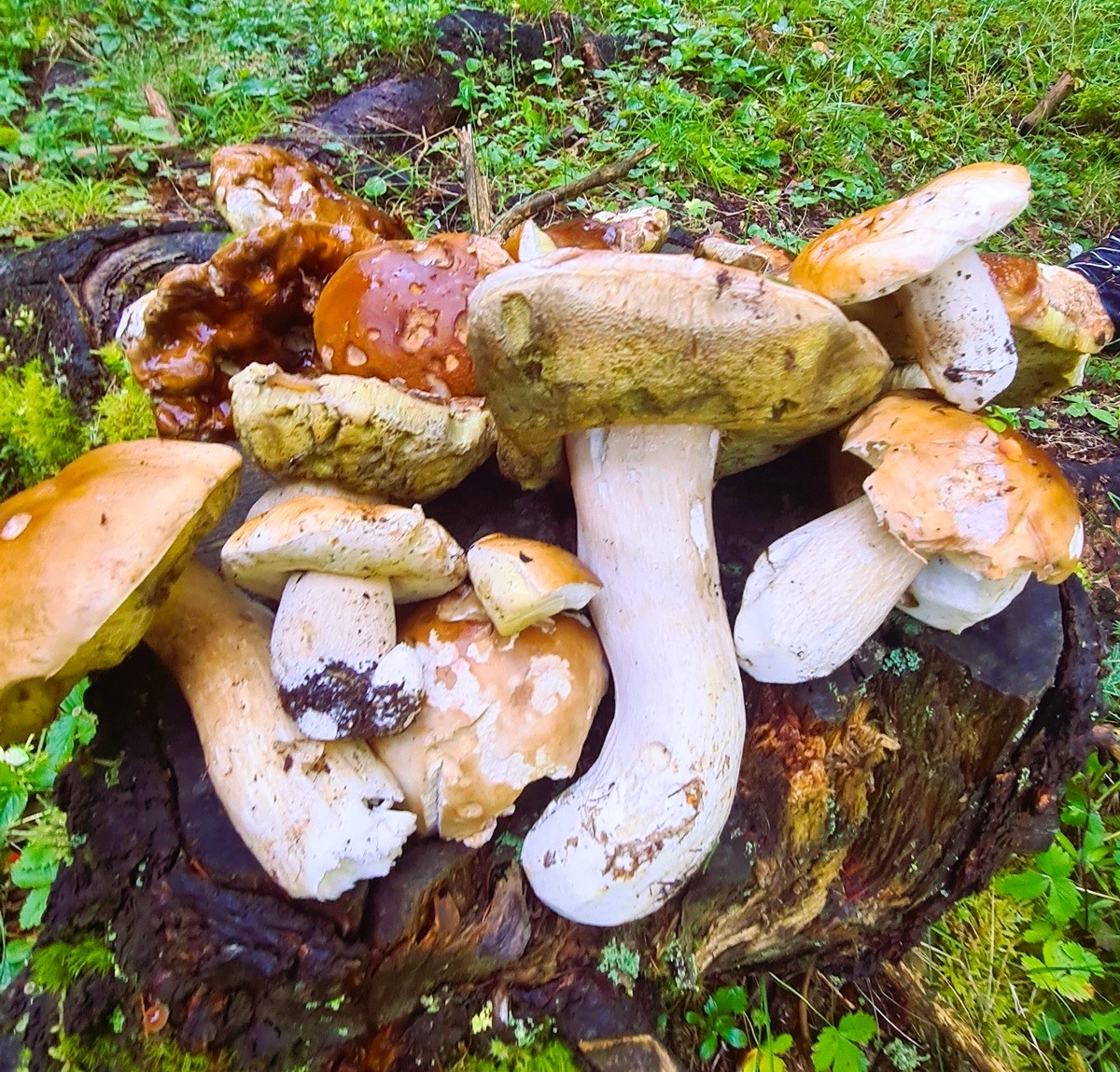 Valtellina funghi