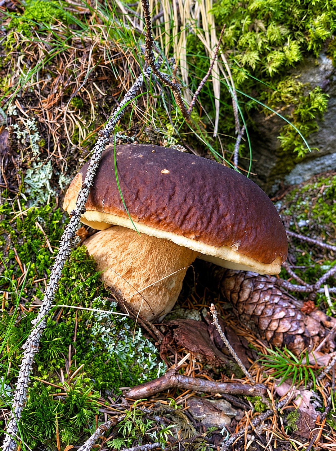Valtellina porcini