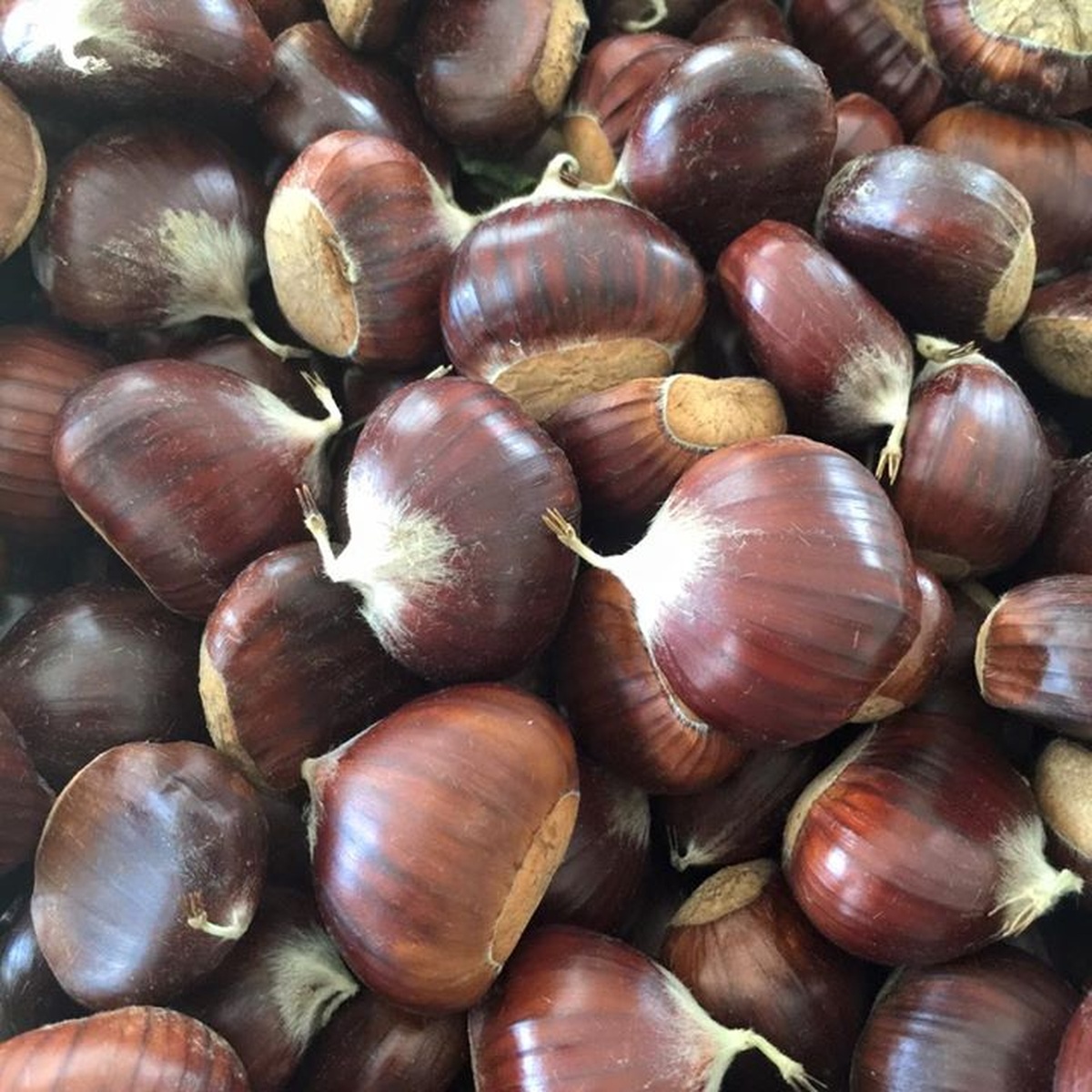 castagne