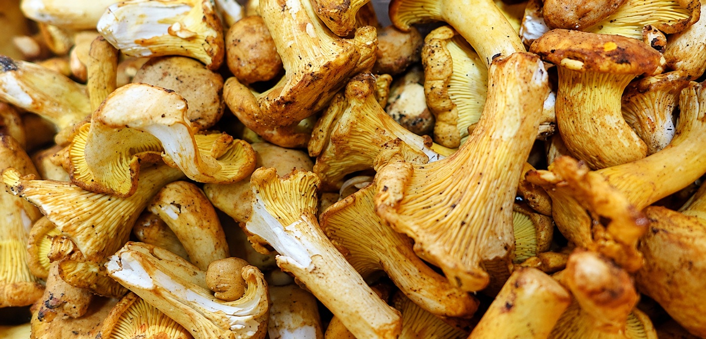 cercare funghi in Valtellina