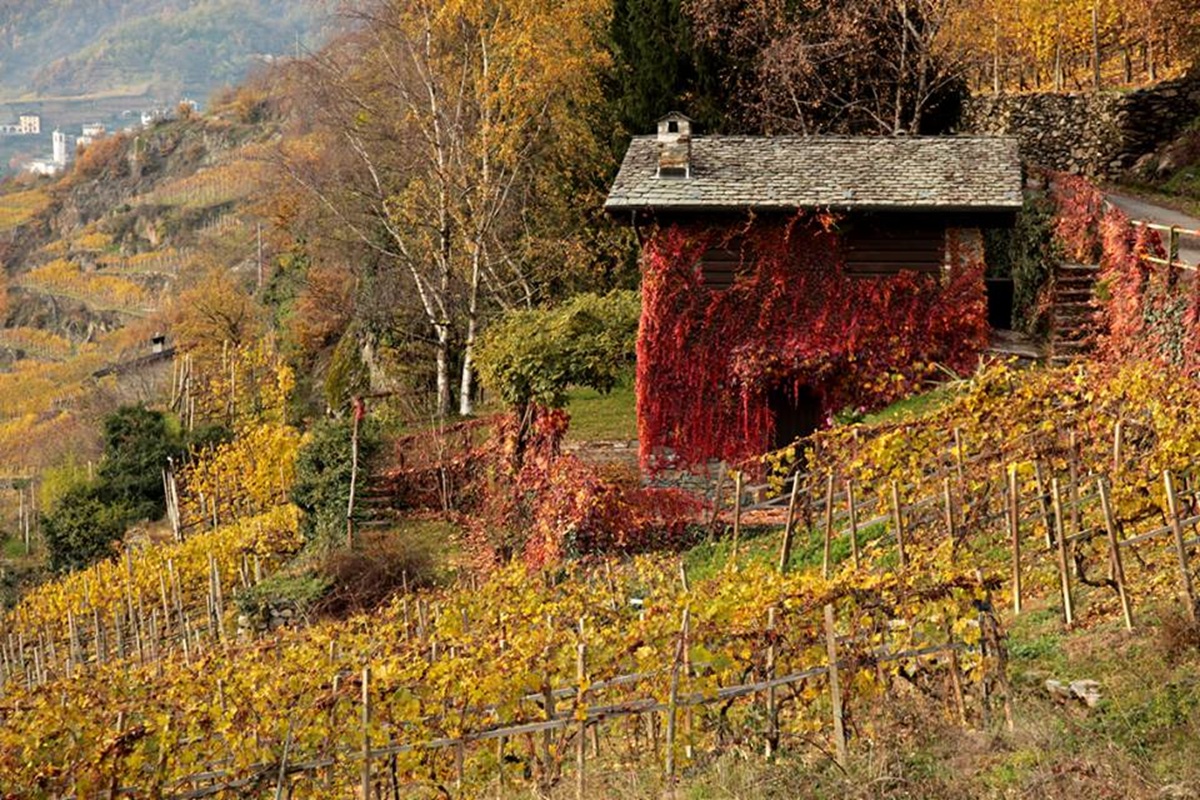 foliage in valtellina