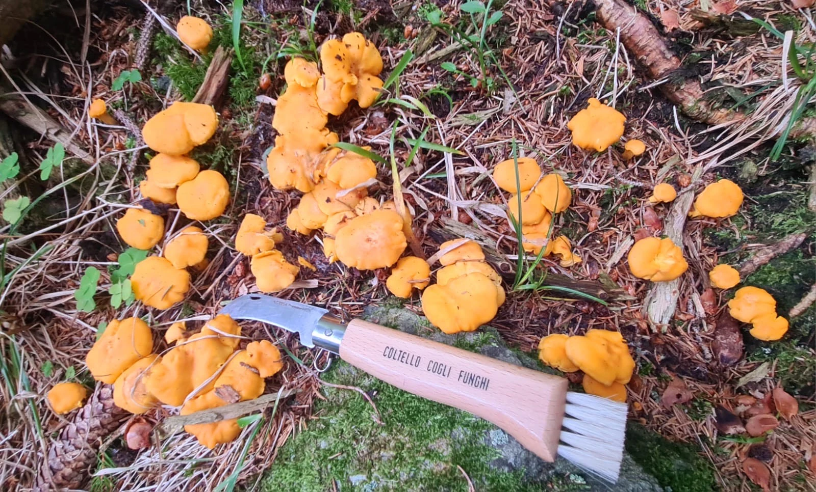 funghi commestibili