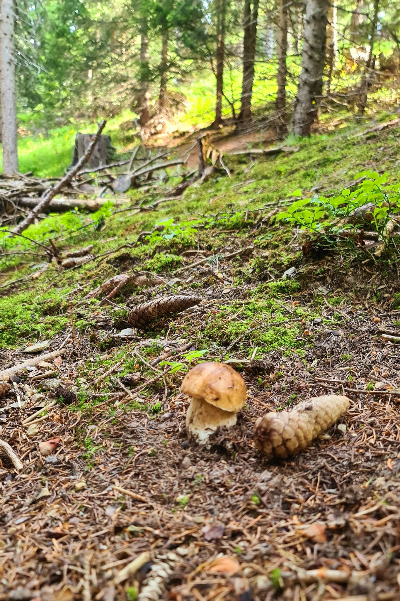funghi nel bosco