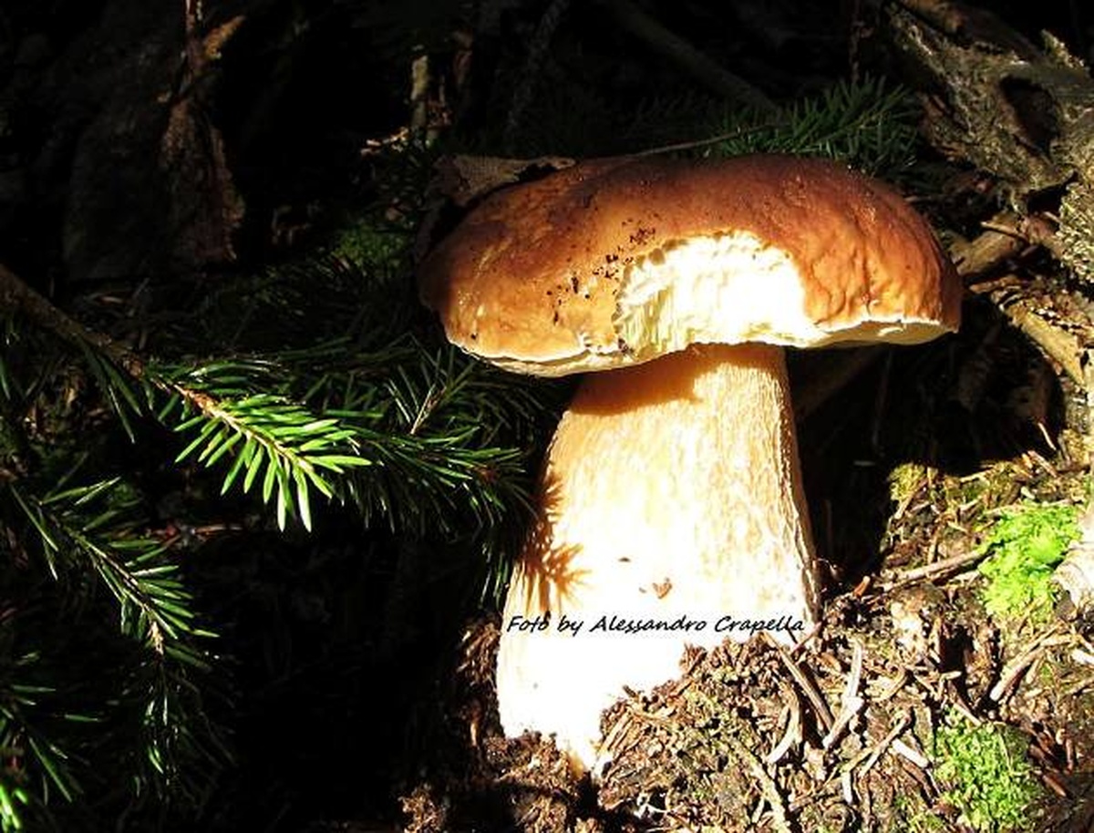 funghi porcini