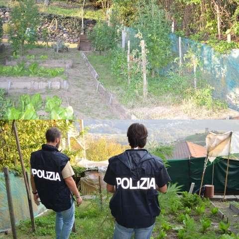 piantagione di marijuana