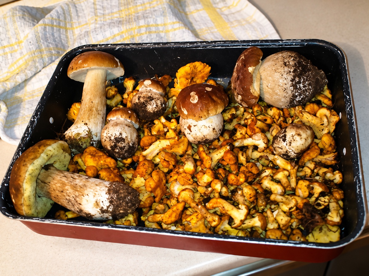 porcini in Valtellina