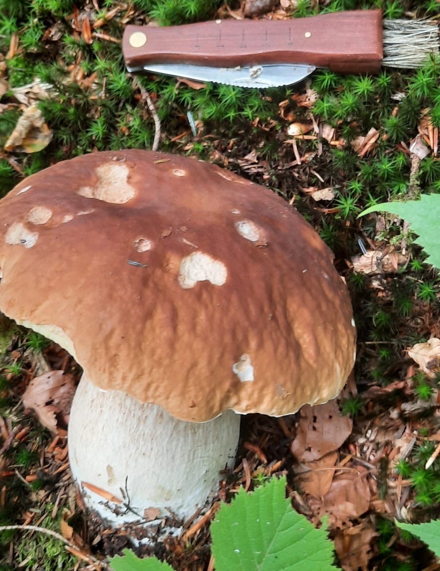 porcini valtellina