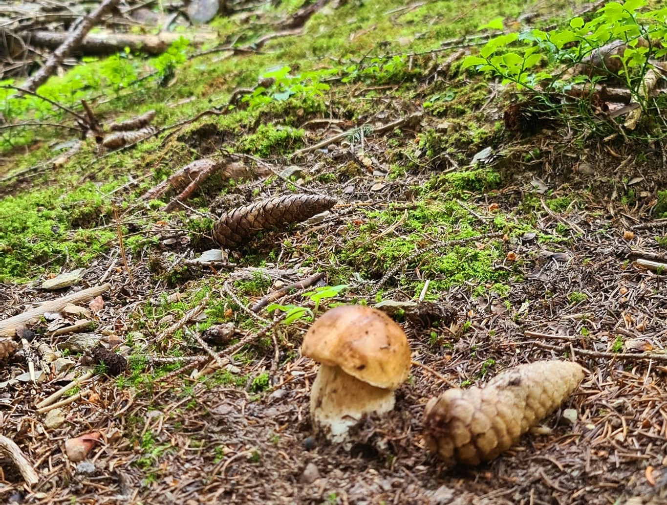 quando nascono i porcini