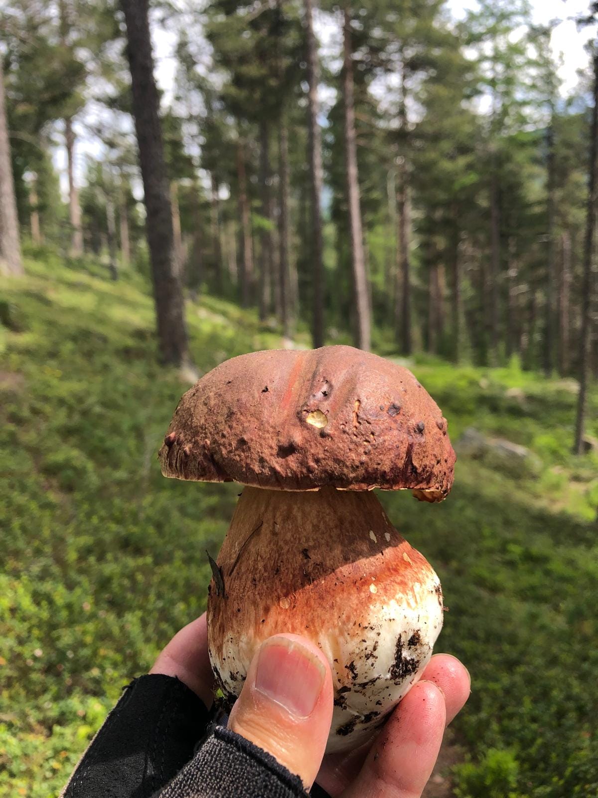 raccogliere funghi