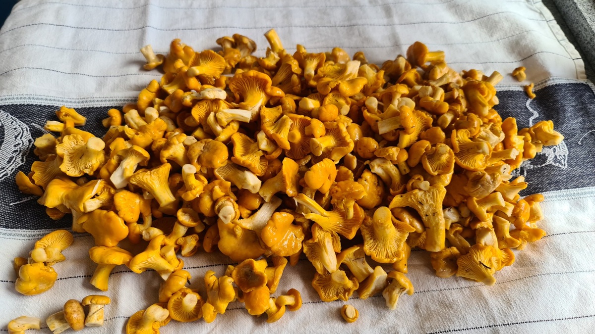 stagione dei funghi